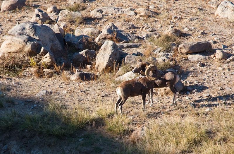 Argali